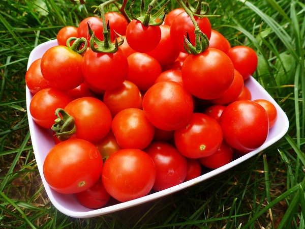 pomidory2